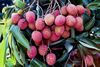 Mauritius Lychee Fruit